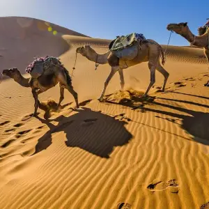 Explore Marrakech, Grand Desert Tour, Hiking & the Coast - 10 Days for 10 days with Desertbrise Travel and discover unforgettable experiences - Photo 11