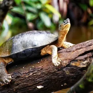 Explore Essential Costa Rica with extension to Guanacaste, Tamarindo Beach & San José City for 13 days with Destination Services Costa Rica and discover unforgettable experiences - Photo 3