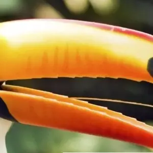 Explore Essential Costa Rica with extension to Guanacaste, Tamarindo Beach & San José City for 13 days with Destination Services Costa Rica and discover unforgettable experiences - Photo 6