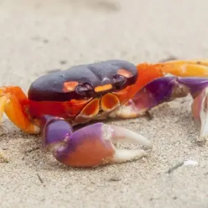 Explore Samara Beach, Short Break for 3 days with Destination Services Costa Rica and discover unforgettable experiences - Photo 4