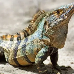 Explore Romantic Adventure in Costa Rica, Self-Drive (On Request) for 8 days with Destination Services Costa Rica and discover unforgettable experiences - Photo 5