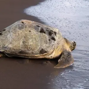 Explore Tortuguero Jungle Expedition, Short Break (On Request) for 3 days with Destination Services Costa Rica and discover unforgettable experiences - Photo 3