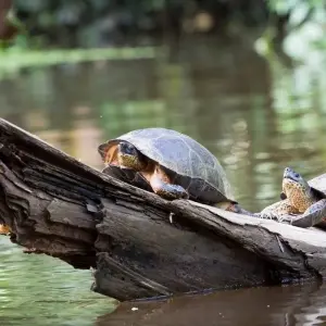 Explore Mystic Forests of Costa Rica for 8 days with Destination Services Costa Rica and discover unforgettable experiences - Photo 3