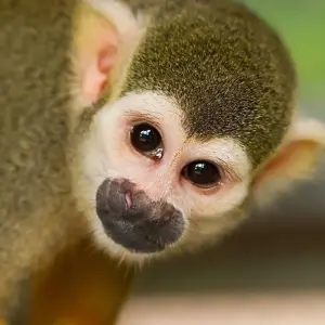 Explore Romantic Adventure in Costa Rica, Self-Drive (On Request) for 8 days with Destination Services Costa Rica and discover unforgettable experiences - Photo 7