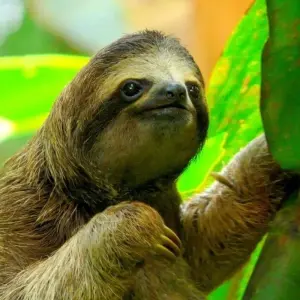 Explore Puerto Viejo Beach, Short Break for 3 days with Destination Services Costa Rica and discover unforgettable experiences - Photo 6