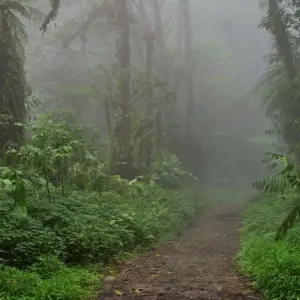 Explore Costa Rica Natural Paradise for 8 days with Destination Services Costa Rica and discover unforgettable experiences - Photo 5