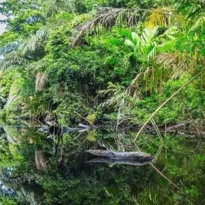 Explore Mystic Forests of Costa Rica for 8 days with Destination Services Costa Rica and discover unforgettable experiences - Photo 4