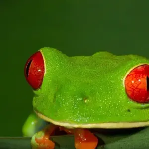 Explore Tortuguero Jungle Expedition, Short Break (On Request) for 3 days with Destination Services Costa Rica and discover unforgettable experiences - Photo 6