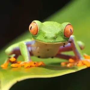 Explore Romantic Adventure in Costa Rica, Self-Drive (On Request) for 8 days with Destination Services Costa Rica and discover unforgettable experiences - Photo 9
