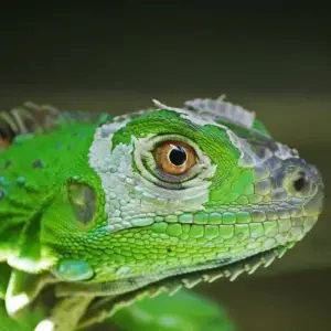 Explore Tortuguero Jungle Expedition, Short Break (On Request) for 3 days with Destination Services Costa Rica and discover unforgettable experiences - Photo 7