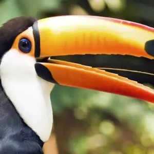 Explore Monteverde Cloudforest Essences, Short Break for 3 days with Destination Services Costa Rica and discover unforgettable experiences - Photo 4