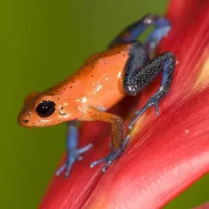 Explore Sarapiqui with White River Rafting, Short Break for 3 days with Destination Services Costa Rica and discover unforgettable experiences - Photo 8