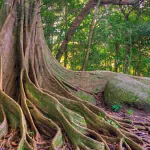 Explore Mystic Waterfalls & Forests Of Costa Rica for 8 days with Destination Services Costa Rica and discover unforgettable experiences - Photo 7