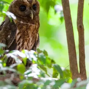 Explore Mystic Waterfalls & Forests Of Costa Rica for 8 days with Destination Services Costa Rica and discover unforgettable experiences - Photo 8