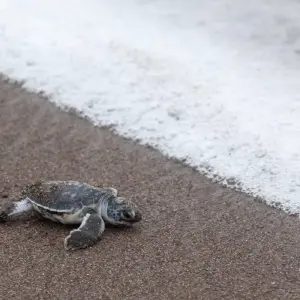 Explore Tropical Costa Rica 5 Days, Short Break for 5 days with Destination Services Costa Rica and discover unforgettable experiences - Photo 3