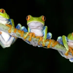 Explore Monteverde Cloudforest Essences, Short Break for 3 days with Destination Services Costa Rica and discover unforgettable experiences - Photo 6