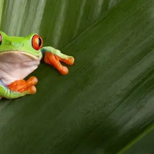 Explore Mystic Forests of Costa Rica for 8 days with Destination Services Costa Rica and discover unforgettable experiences - Photo 8