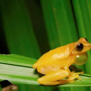 Explore Monteverde Cloudforest Essences, Short Break for 3 days with Destination Services Costa Rica and discover unforgettable experiences - Photo 7