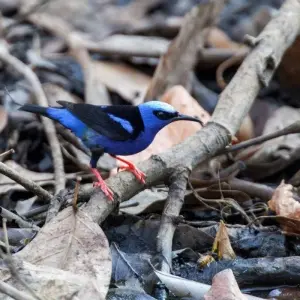 Explore Mystic Waterfalls & Forests Of Costa Rica for 8 days with Destination Services Costa Rica and discover unforgettable experiences - Photo 10