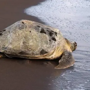 Explore Tropical Costa Rica 5 Days, Short Break for 5 days with Destination Services Costa Rica and discover unforgettable experiences - Photo 5