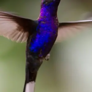 Explore Wild Jungles and Secret Mountains of Costa Rica (On Request) for 9 days with Destination Services Costa Rica and discover unforgettable experiences - Photo 9