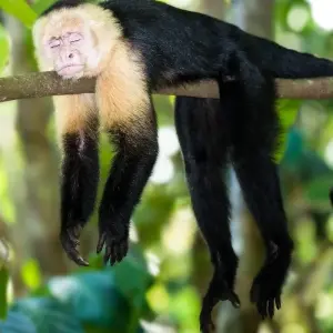 Explore Wild Jungles and Secret Mountains of Costa Rica (On Request) for 9 days with Destination Services Costa Rica and discover unforgettable experiences - Photo 10