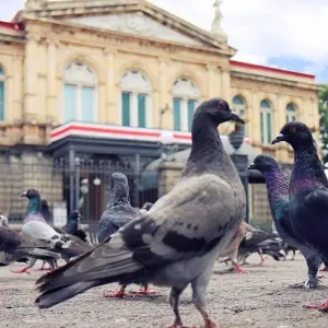 Explore Wild Jungles and Secret Mountains of Costa Rica (On Request) for 9 days with Destination Services Costa Rica and discover unforgettable experiences - Photo 11