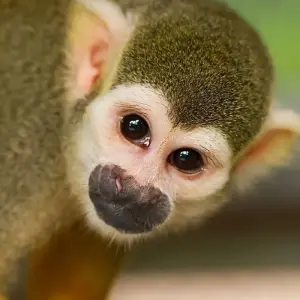 Explore Manuel Antonio Beach & San José City, Short Break for 4 days with Destination Services Costa Rica and discover unforgettable experiences - Photo 3