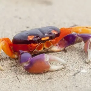 Explore Manuel Antonio Beach & San José City, Short Break for 4 days with Destination Services Costa Rica and discover unforgettable experiences - Photo 4