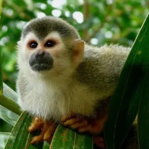 Explore Dreamlike Manuel Antonio Beach, Short Break for 3 days with Destination Services Costa Rica and discover unforgettable experiences - Photo 3