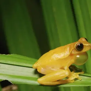 Explore Volcanoes, Nature and Caribbean, Self-drive for 9 days with Destination Services Costa Rica and discover unforgettable experiences - Photo 8