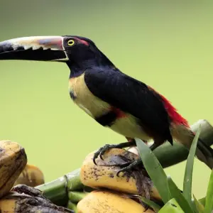 Explore Volcanoes, Nature and Caribbean, Self-drive for 9 days with Destination Services Costa Rica and discover unforgettable experiences - Photo 9