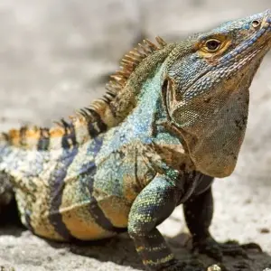 Explore Manuel Antonio Beach & San José City, Short Break for 4 days with Destination Services Costa Rica and discover unforgettable experiences - Photo 8