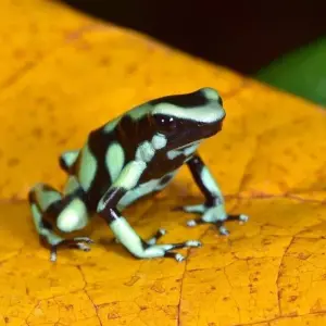 Explore Tropical Costa Rica, 7 Days for 7 days with Destination Services Costa Rica and discover unforgettable experiences - Photo 7