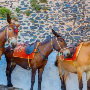 Explore Island Hopping Greek Islands Delights: Mykonos, Paros, Santorini for 8 days with Destination Services Greece and discover unforgettable experiences - Photo 3