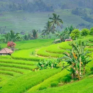 Explore World's Natural Wonders, Private Tour for 15 days with Destination Services Indonesia and discover unforgettable experiences - Photo 3