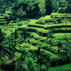 Explore Essence of Indonesia, Private tour for 15 days with Destination Services Indonesia and discover unforgettable experiences - Photo 4