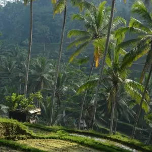Explore Simply Bali, Private Tour for 8 days with Destination Services Indonesia and discover unforgettable experiences - Photo 4