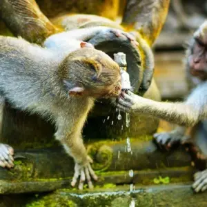 Explore World's Natural Wonders, Private Tour for 15 days with Destination Services Indonesia and discover unforgettable experiences - Photo 9