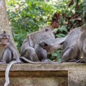 Explore Bali & Gili Highlight, Private Tour for 12 days with Destination Services Indonesia and discover unforgettable experiences - Photo 7