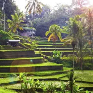 Explore Highlight of Bali, Private Tour for 7 days with Destination Services Indonesia and discover unforgettable experiences - Photo 7