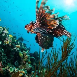 Explore Exotic Gili Islands, Private Tour for 4 days with Destination Services Indonesia and discover unforgettable experiences - Photo 6