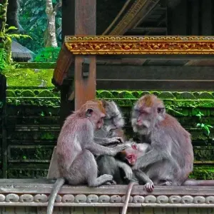 Explore Unforgettable Bali, Private Tour for 4 days with Destination Services Indonesia and discover unforgettable experiences - Photo 9