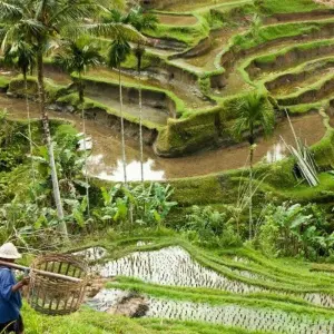 Explore Chanting of Paradise, Private Tour for 12 days with Destination Services Indonesia and discover unforgettable experiences - Photo 10