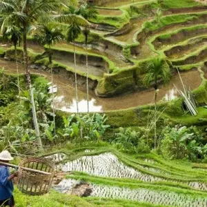 Explore Simply Bali, Private Tour for 8 days with Destination Services Indonesia and discover unforgettable experiences - Photo 11