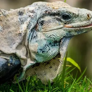 Explore Wonders of the Maya for 8 days with Destination Services Mexico and discover unforgettable experiences - Photo 5