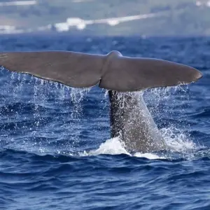 Explore Short Break in Azores, Terceira Island, Self-drive for 4 days with Destination Services Portugal and discover unforgettable experiences - Photo 5