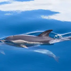 Explore Short Break in Azores, Terceira Island, Self-drive for 4 days with Destination Services Portugal and discover unforgettable experiences - Photo 7