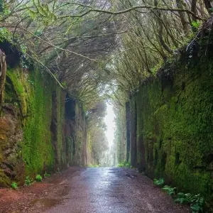 Explore Tenerife North & South, Self-drive for 8 days with Destination Services Spain and discover unforgettable experiences - Photo 3