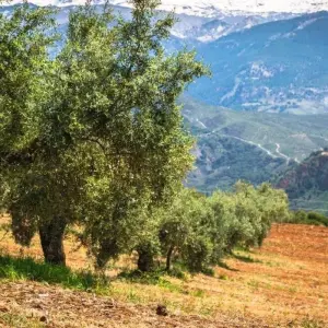 Explore Andalusia Highlights, Self-drive for 8 days with Destination Services Spain and discover unforgettable experiences - Photo 4